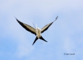Swallow-tailed-Kite;Elanoides-forficatus;Kite;Flight;Flying-bird;action;aloft;be